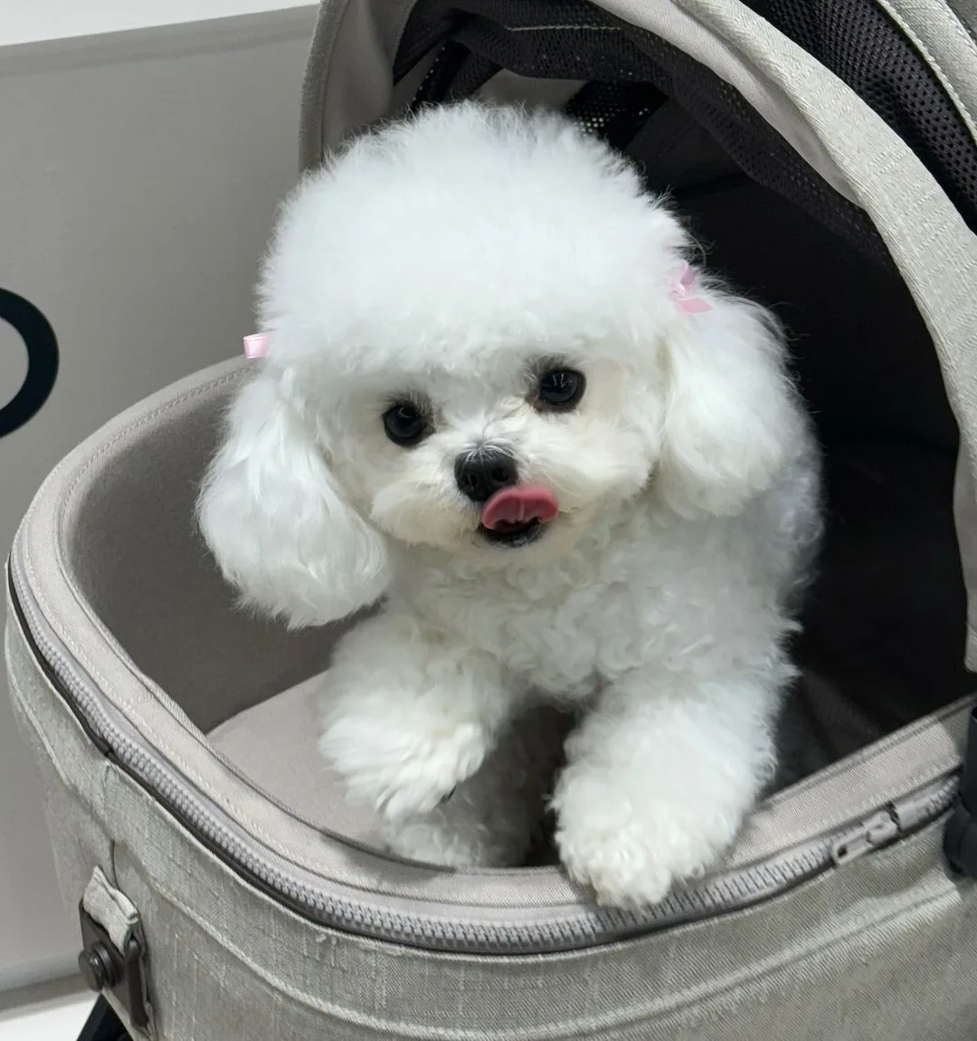 Cochecito para Perros Pequeños