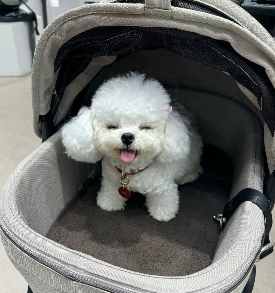 Cochecito para Perros Pequeños