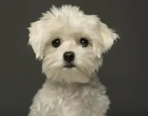 Corte de cachorro para el Bichón Maltés