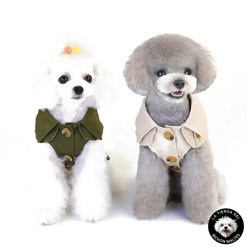 Dos pequeños caniches visten elegantes gabardinas, uno en verde oliva y el otro en beige. Están uno al lado del otro sobre un fondo completamente blanco. En la esquina inferior derecha se muestra el logo "LA TIENDA DEL BICHON MALTÉS", promocionando la *Gabardina para Bichón Maltés - Varios Colores*.