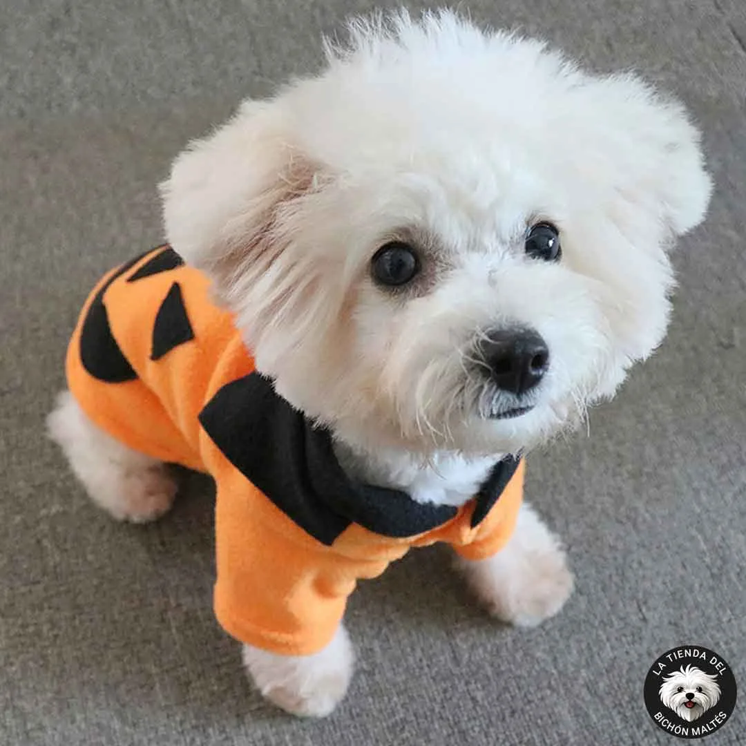 Disfraz de Calabaza para Perros Halloween